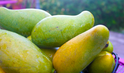 Mangue